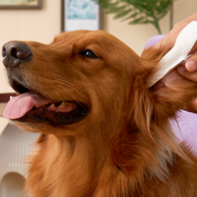 LPW Gentle Ear Cleaning Finger Wipes