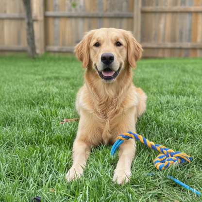 LPW Interactive Dog Flirt Pole Training Toy